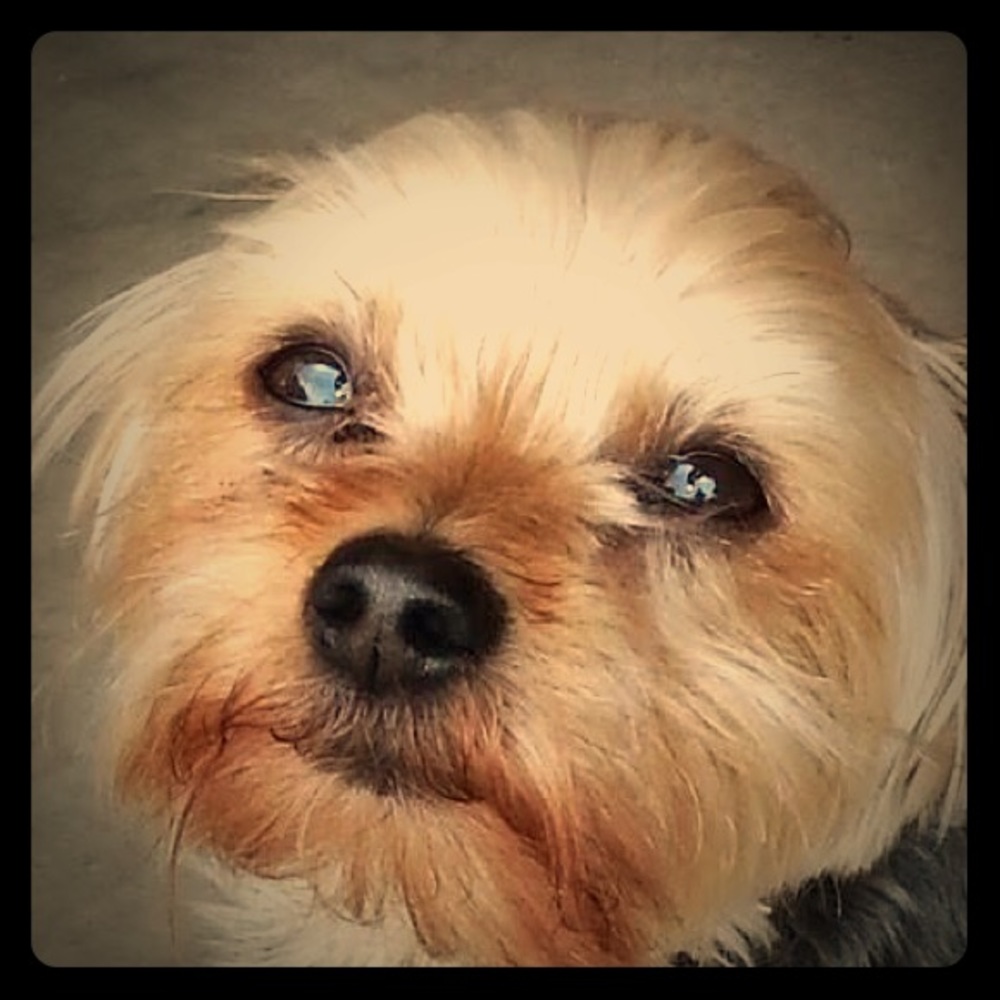 Meet your Posher, Thomas